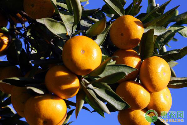 目前柑橘多少钱一斤？2019柑橘主产区市场收购价格行情